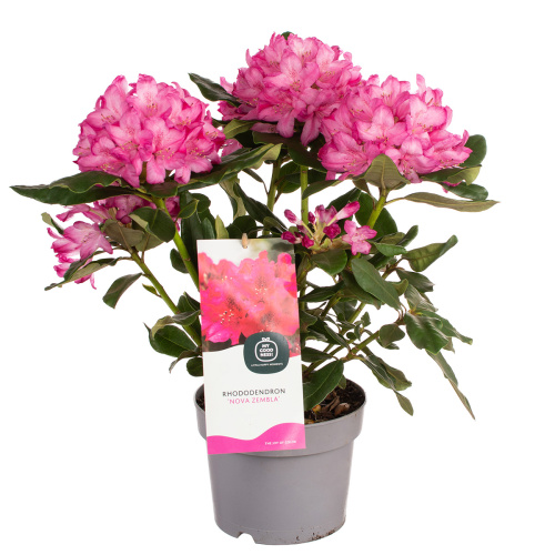 Рододендрон ред 40/17 см