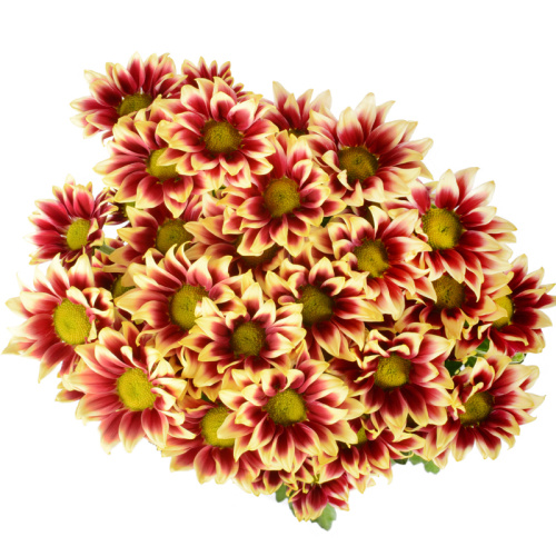 Хейдер желтый куст. (5 шт)