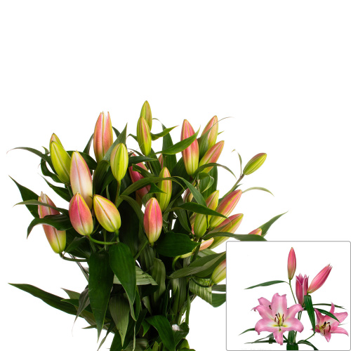 Лилия мастер (5 шт)