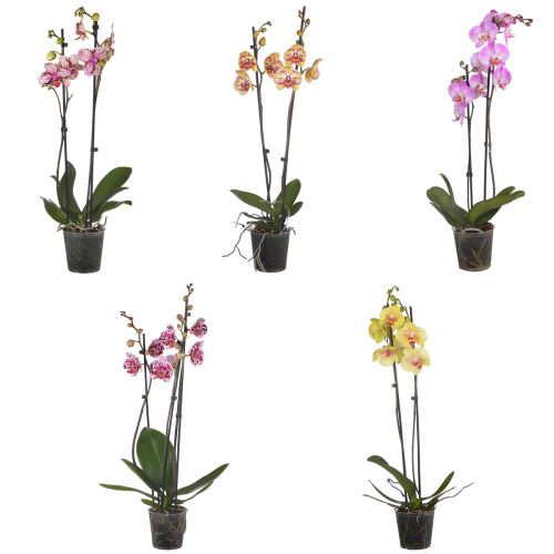 Орхидея фаленопсис тайвань микс 2 цв 60/12 см