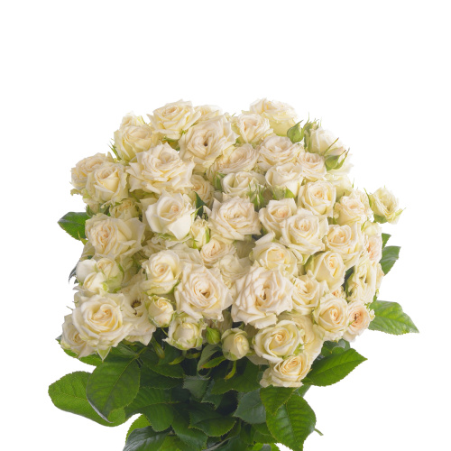 джозефина куст. 50 см (10 шт)