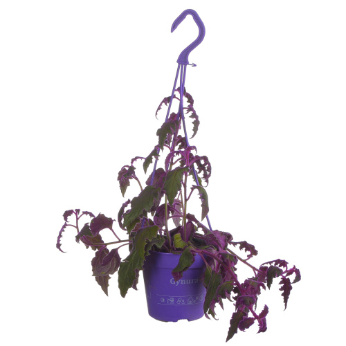 Гинура 30/12 см