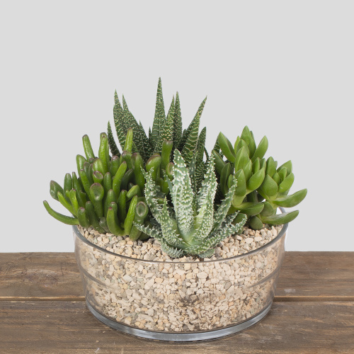 Композиция из растений 05