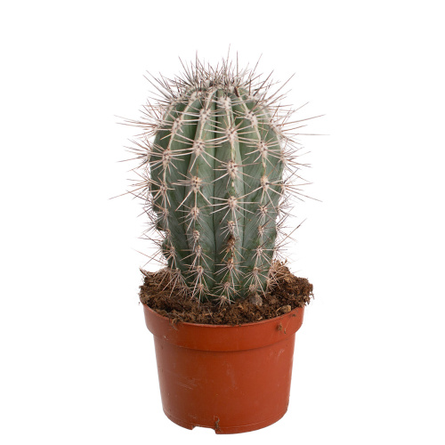 Кактус пахицереус принглеи 20/10 см