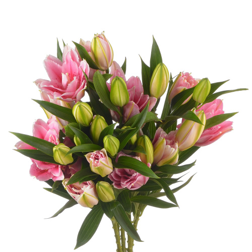 Лилия виола (5 шт)