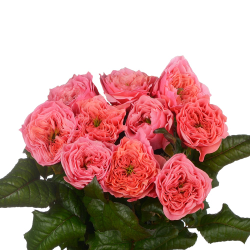 Реджентс Парк (10 шт) рм