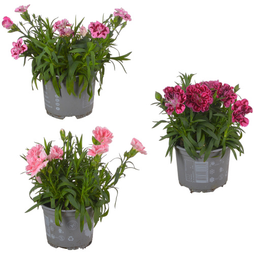 Гвоздика оскар 15/10 см