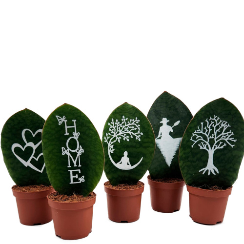 Сансевиерия трифасциата 25/9 см