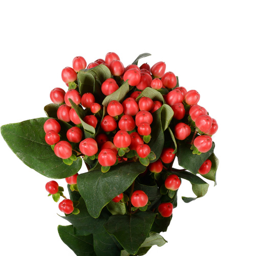 гиперикум коко танго (5 шт)