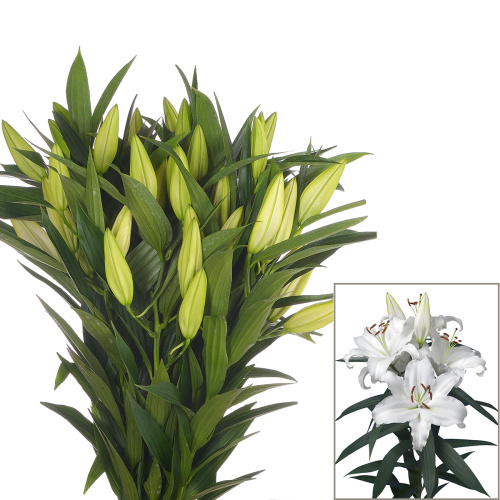 Лилия Юниверс (5 шт)