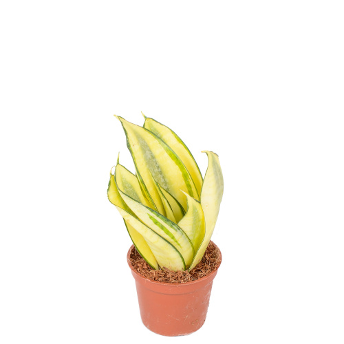 сансевиерия голден хани 15/6 см