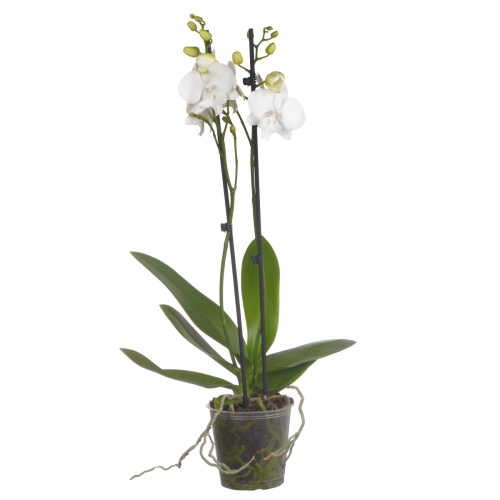 Орхидея фаленопсис миндоро 2 цв 70/12 см
