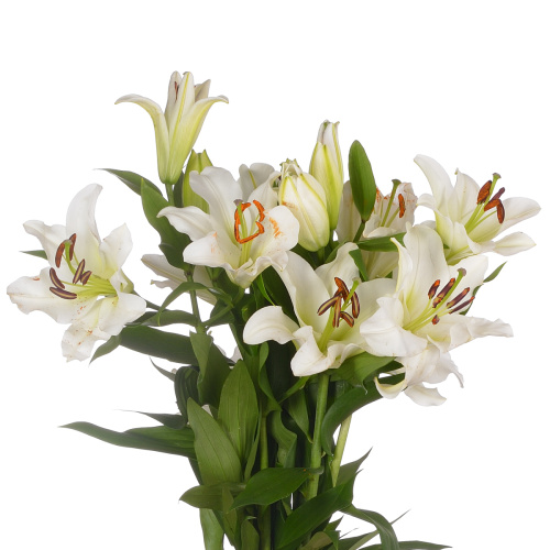 Лилия тисенто (5 шт)