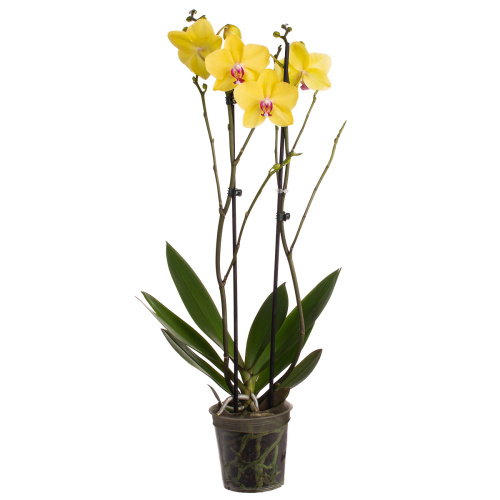 Орхидея фаленопсис лаймлайт 2 цв 60/12 см