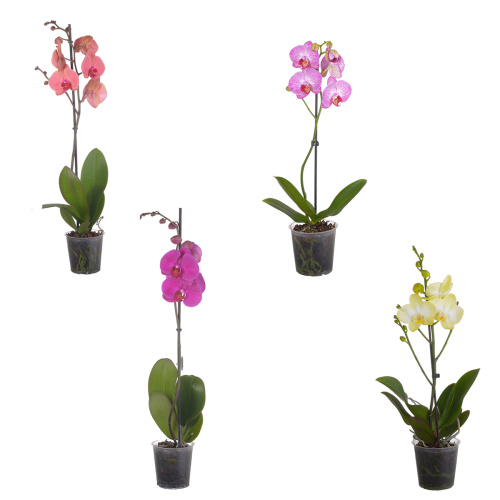 Орхидея фаленопсис микс 1 цв 65/12 см (яр)