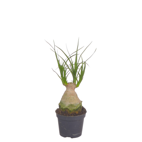 Нолина бокарнея шар 15/6 см