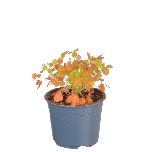 Оксалис йеллоу 25/10 см