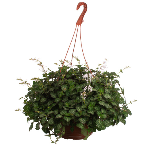 Плектрантус подвесной 30/23 см