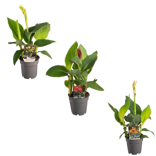 Канна микс 35/12 см