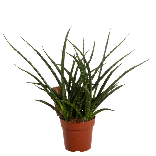 Сансевиерия фернвууд панк 35/12 см