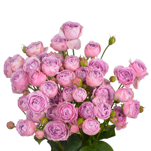 Лавандер баблс (10 шт) рм