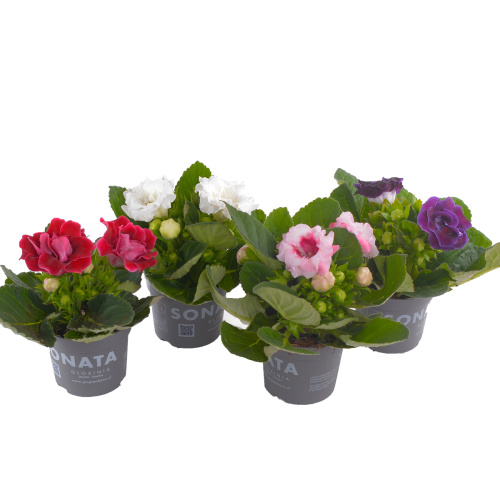 Глоксиния микс 30/13 см