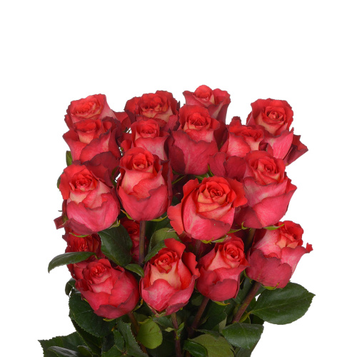 Игуазу (25 шт)