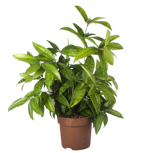 Драцена суркулеза 60/17 см