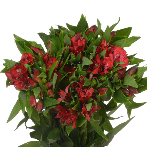 Альстромерия Надя (10 шт)