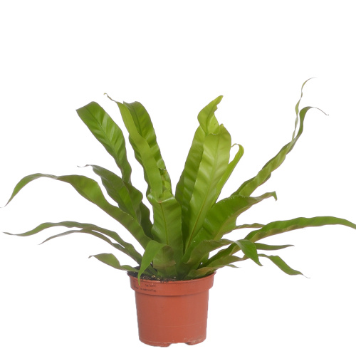 Асплениум антикум 30/12 см