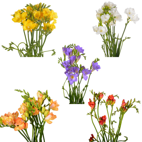 фрезия микс (10 шт) разные цвета