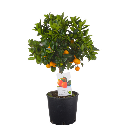 Цитрофортунелла каламандин штамб 80/21 см