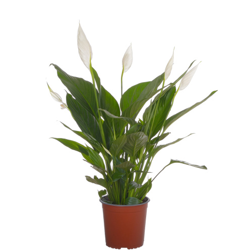 Спатифиллум бинго купидо 75/17