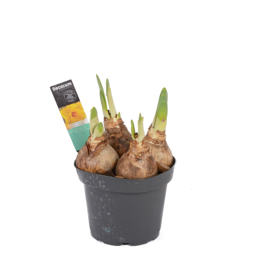 Нарцисс голд медал 20/12 см