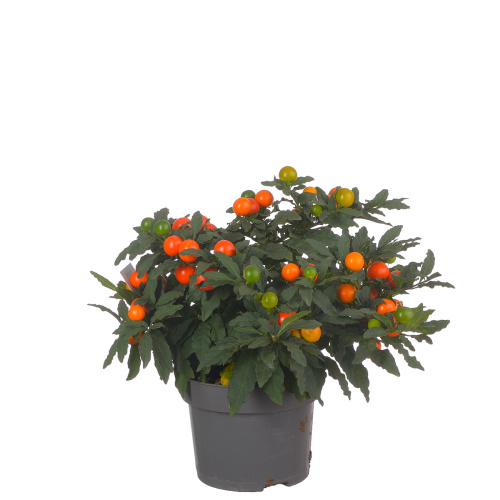 Соланум 25/13 см