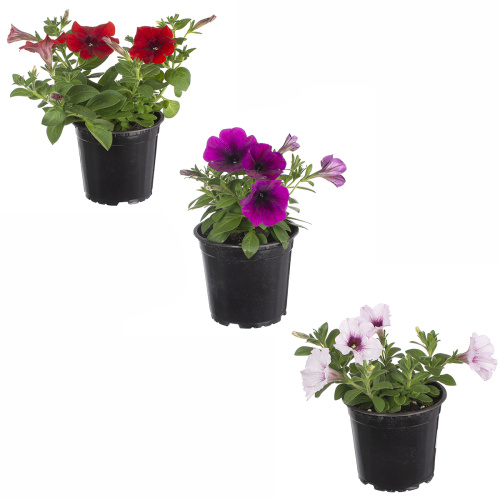 Петуния ампельная 20/12 см (т)