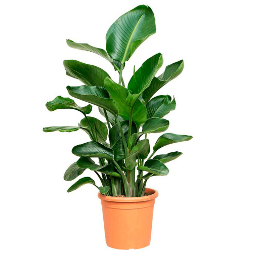 Стрелиция николай 120/26 см