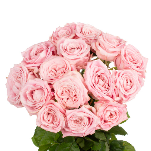 Свит фо лав (15 шт) рм