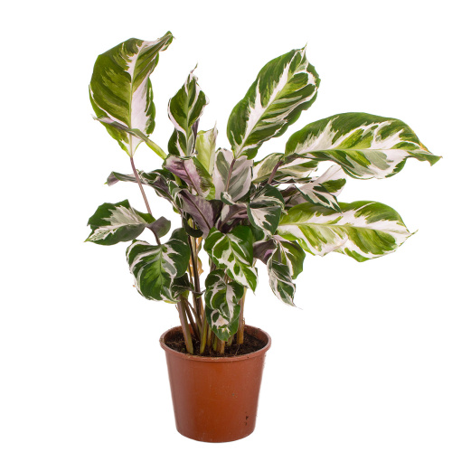 Калатея стелла 45/14 см