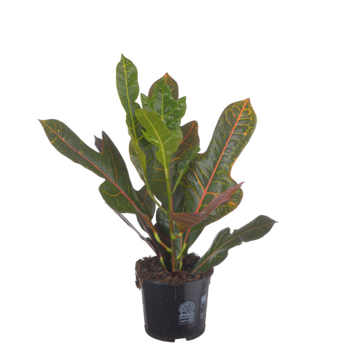 Кротон экселент 40/13 см