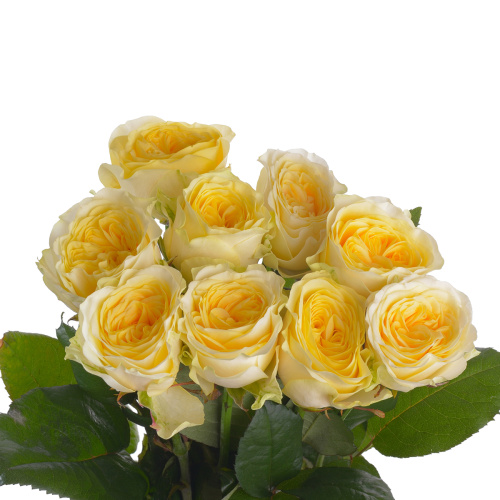 Баттеркап (10 шт) рм