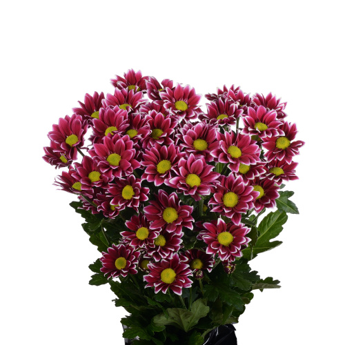 Хейдер куст. (5 шт)