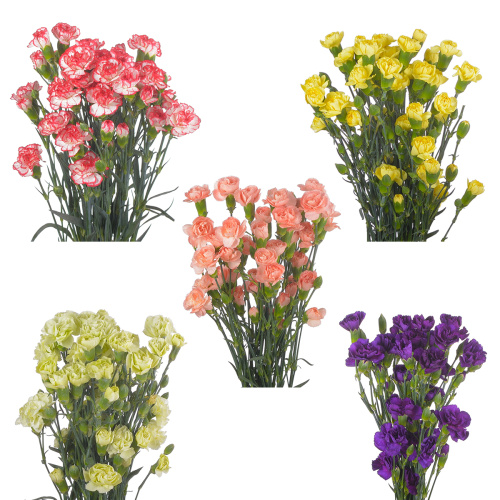 Гвоздика кустовая (25 шт) разные цвета