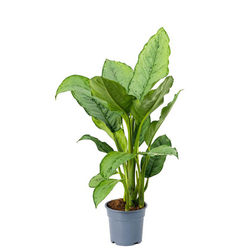 Аглаонема фридман  70/17 см
