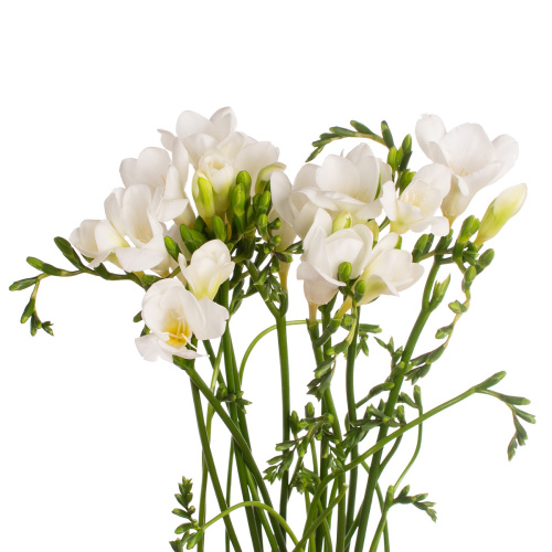 Фрезия дром (10 шт)