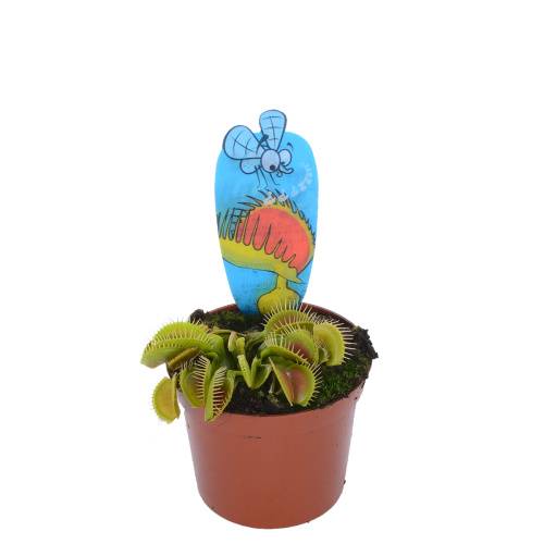 дионея 10/9 см