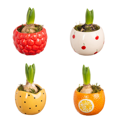 Гиацинт в деко кашпо 12/8 см