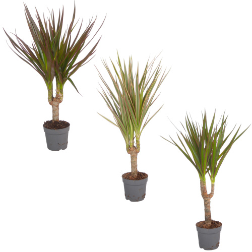 Драцена микс штамб 35/7 см