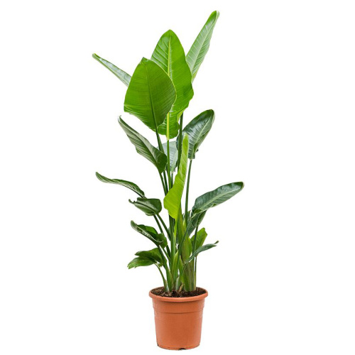 Стрелиция николай 130/27 см