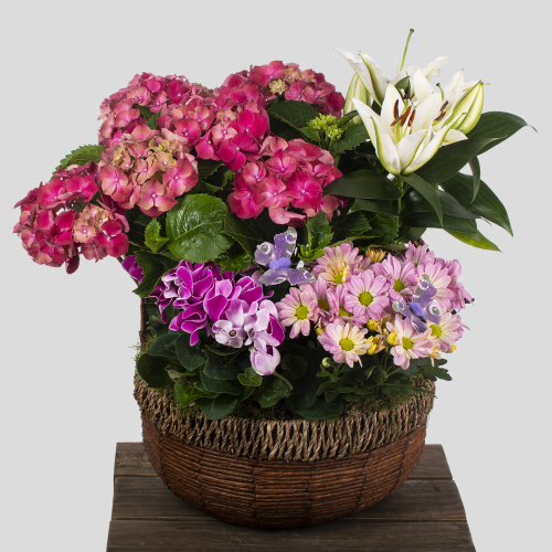 Композиция из растений 12